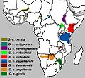 Giraffe subspecies range map