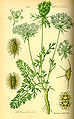 Daucus carota plate 386 in: Otto Wilhelm Thomé: Flora von Deutschland, Österreich u.d. Schweiz, Gera (1885)