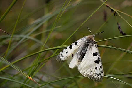 Parnassius