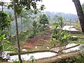 Rice fields on the island Java of Indonesia