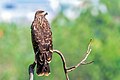 * Nomination Black Kite (Milvus migrans)- Juvenile. By User:Mildeep --Nirmal Dulal 08:12, 9 March 2024 (UTC) * Promotion  Support Good quality. --Ermell 08:45, 9 March 2024 (UTC)