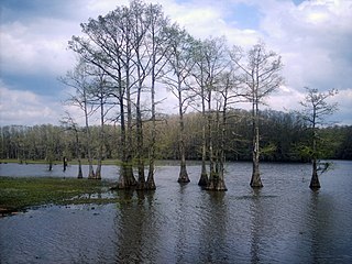 Trees in winter at Caddo Lake, Texas