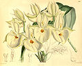 Catasetum pileatum (as syn. Catasetum bungerothii) plate 6998 in: Curtis's Bot. Magazine (Orchidaceae), vol. 114, (1888)