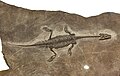 * Nomination: Replica of Dawazisaurus brevis fossil specimen in the National Taiwan Museum. --Tiouraren 07:16, 6 April 2023 (UTC) * * Review needed