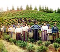Tea harvest on east coast of Black Sea, Georgia