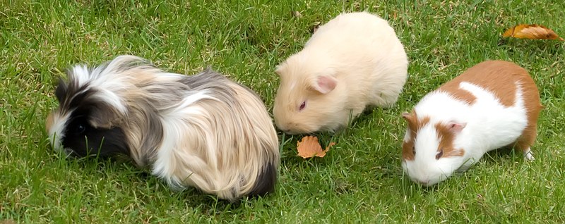 File:Guinea Pigs 4008952880.jpg