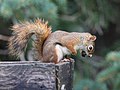 * Nomination American red squirrel --Cephas 09:17, 26 March 2023 (UTC) * Promotion  Support Good quality. --Palauenc05 11:00, 26 March 2023 (UTC)