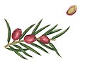 Taxus baccata fruit
