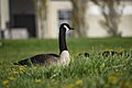 * Nomination Canada Goose at Downsview Park --Fabian Roudra Baroi 04:11, 9 August 2023 (UTC) * Promotion  Support Good quality -- Johann Jaritz 04:42, 9 August 2023 (UTC)