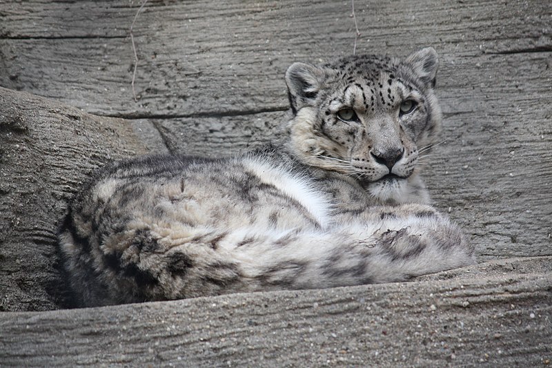 File:Snow Leopard 13.jpg