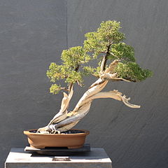 Slant style California Juniper