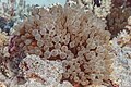 * Nomination Bubble-tip anemone (Entacmaea quadricolor), Red Sea, Egypt --Poco a poco 06:43, 25 June 2023 (UTC) * Promotion  Support Good quality. --LexKurochkin 08:41, 25 June 2023 (UTC)