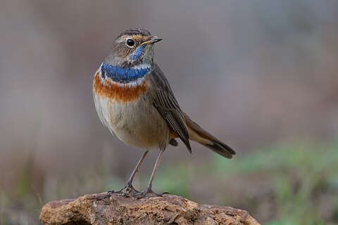 Bluethroat (Luscinia svecica) at Ichkeul National Park