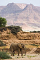 ◆2013/04-65 ◆Category File:Elephant in Huab riverbed (3690384106).jpg uploaded by File Upload Bot (Magnus Manske), nominated by Nossob