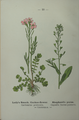 Cardamine pratensis plate 10 in: Wayside and woodland blossoms, 1895