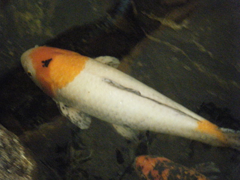 File:A fish.jpg