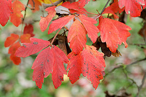 Acer griseum .