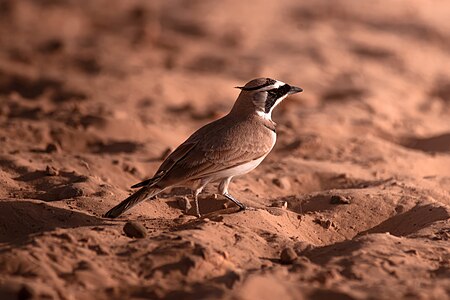 Temminck's lark (Eremophila bilopha) in Douz desert, Tunisia