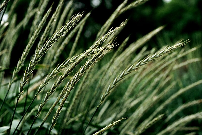 File:Hybrid perennial wheat in the field.JPG