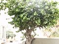 עץ התות בשכונת עג'מי ביפו The Strawberry Tree in Ajami neighborhood in Jaffa