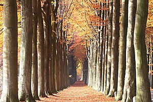 The double European beech alley of Domaine de Mariemont. - 6th winning picture in WLM Belgium 2011 Wiki Loves Monuments