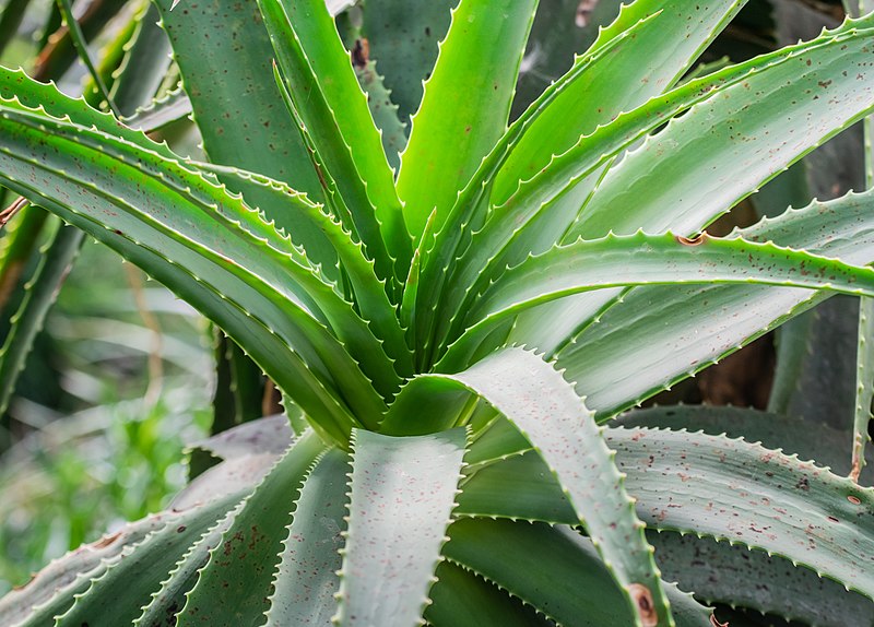 File:Aloe pluridens in Botanischer Garten Muenster.jpg