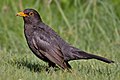 ◆2013/07-4 ◆Category File:Common Blackbird.jpg uploaded by Merops, nominated by Nikhilb239