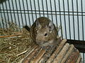 Degu looking towards the camera