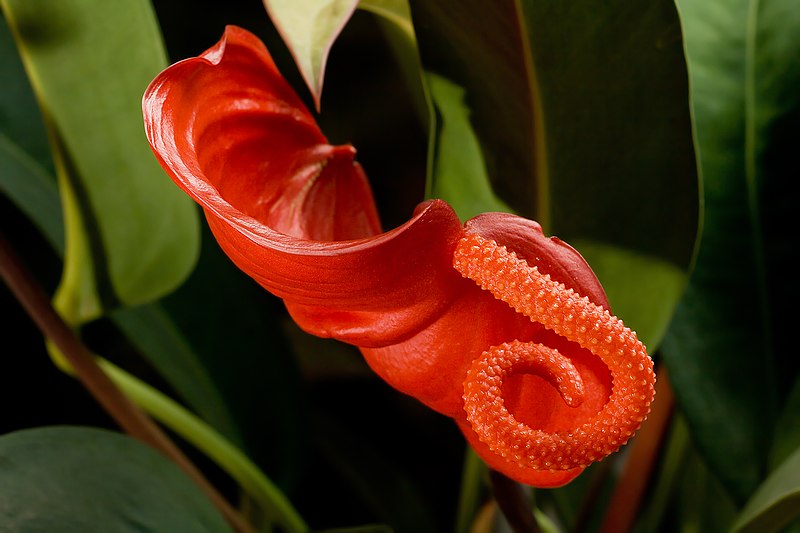 File:Anthurium scherzerianum 2.jpg