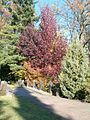 Overview with Liquidambar styraciflua in the Botanical Gardens Berlin at Fall