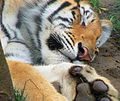 English: sleeping tiger