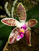 Phalaenopsis corningiana