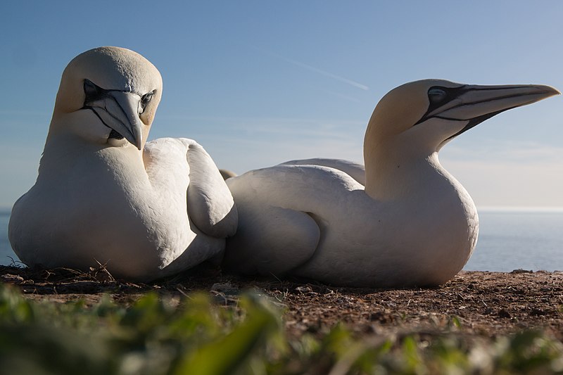 File:Basstölpel (Helgoland).jpg