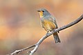 98 Red-lored Whistler 0A2A8896 uploaded by JJ Harrison, nominated by Iifar,  19,  0,  0