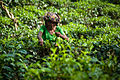 Tea crops gathering process. Bogawantalawa Valley. Sri Lanka