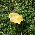 * Nomination Golden waxcap, Merthyr Tydfil --undefined 13:50, 17 August 2021 (UTC) * Decline  Oppose Nominated by IP. Not sharp enough. --Steindy 14:17, 17 August 2021 (UTC)