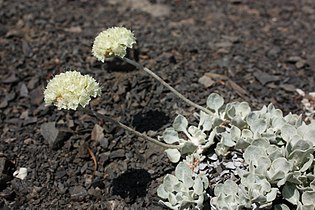 Eriogonum ovalifolium, detail