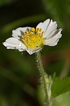 Fragaria vesca, detail