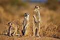 75 Suricates, Namibia-2 uploaded by Молли, nominated by Nossob