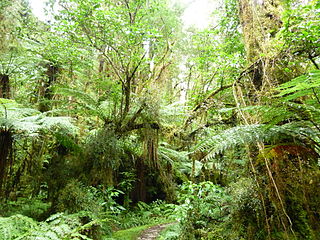 Forest in Oparara Basin