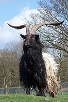 See: Valais Blackneck Goat