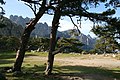 Pinus nigra subsp. salzmannii var. corsicana, Aiguilles de Bavella, Corsica