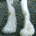 typical: feathers cover the hooves