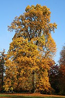 Liriodendron tulipifera .