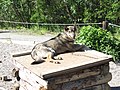 Sled dog used at Denali National Park