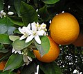 Orange blossom and oranges