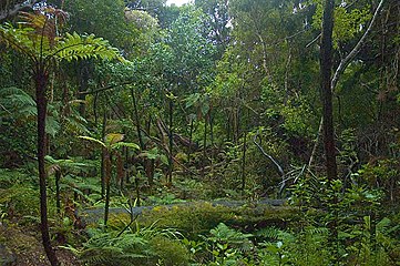 Rainforest in New Zealand (Ulva Island)