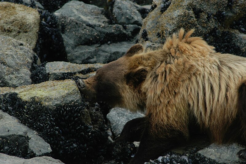 File:Brown Bear Eating Mussels (38991918-1dd8-b71c-07cd-580ea950acac).JPG