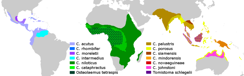 File:Crocodylidae Distribution.png