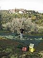 Olive picking in Umbria, Italy